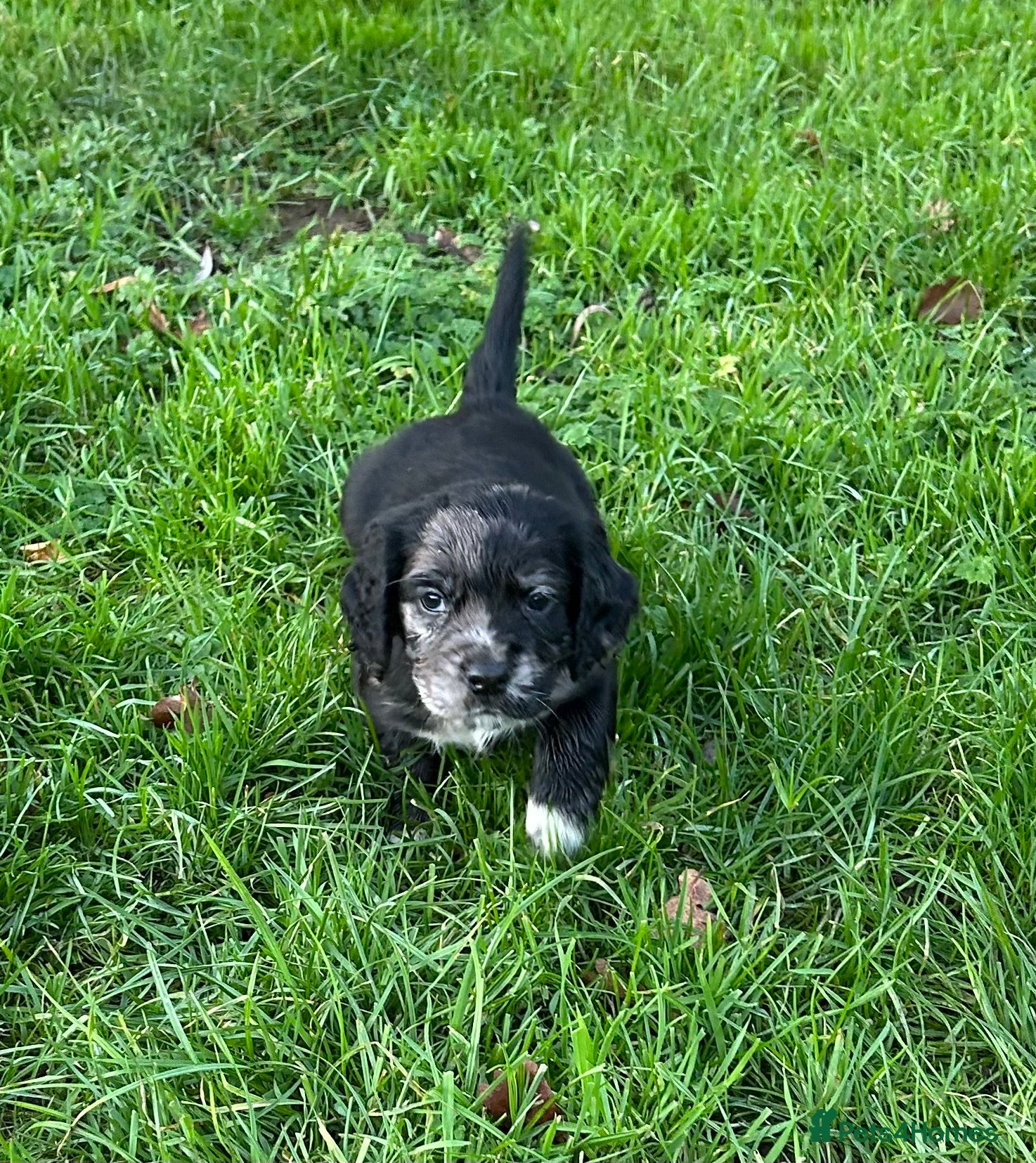 Cocker Spaniel dogs STUNNING WORKING COCKER SPANIEL PUPS - Advert 10