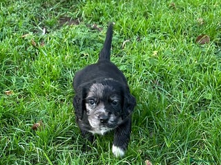 Cocker Spaniel dogs STUNNING WORKING COCKER SPANIEL PUPS - Advert 10