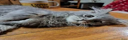 RagaMuffin cats for sale: 3 adorable Raga-per kittens. Born 7/7/26   - Advert 22