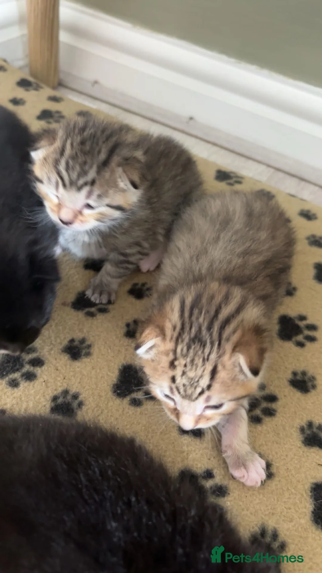 British Longhair cats for sale: 4 British longhaired kittens  - Advert 2