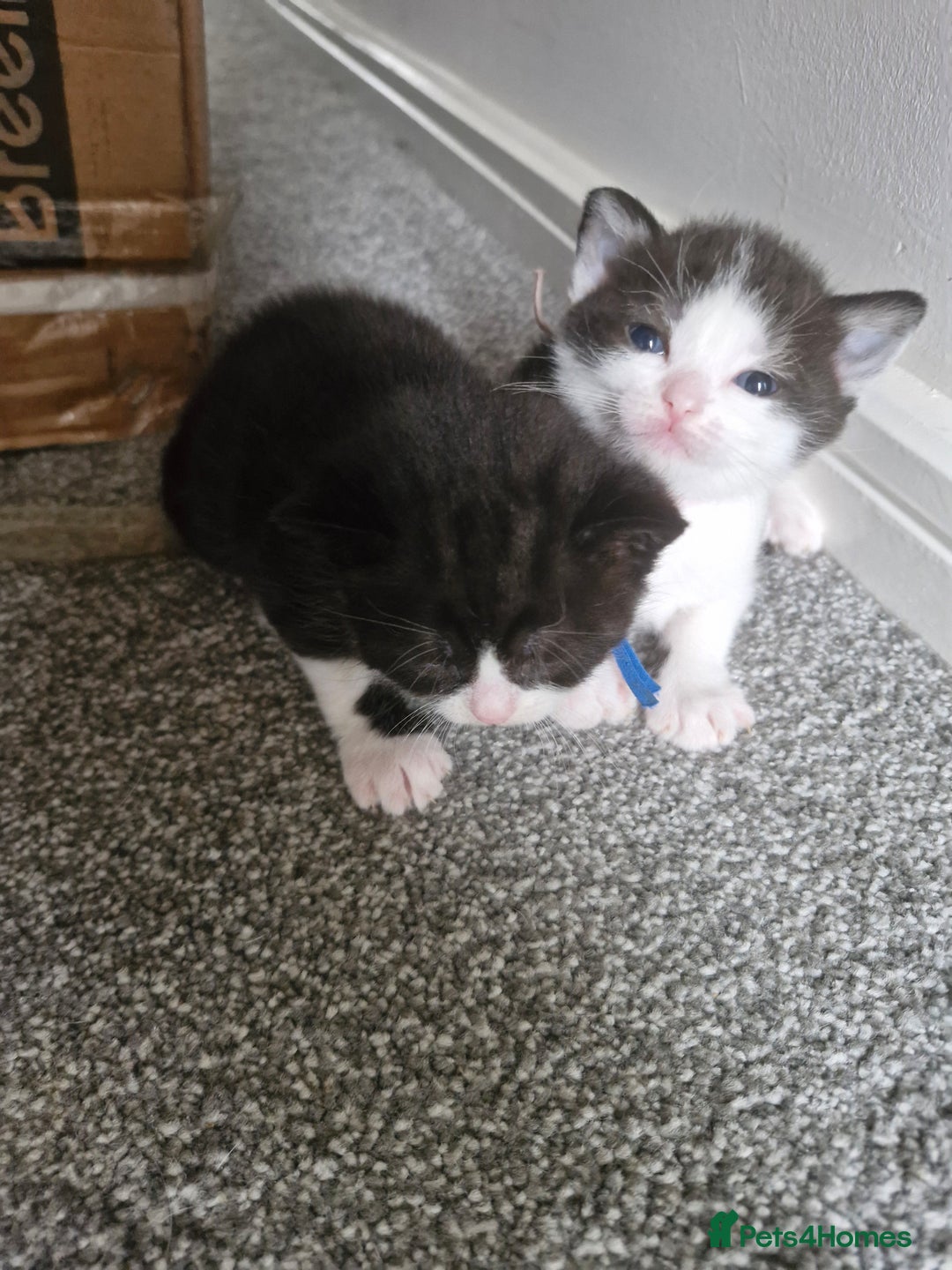 British Shorthair cats for sale: British Shorthair Mix Kittens  - Image 21