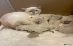 Ragdoll cats for sale: Stunning Ragdoll kittens blue lnyx ready soon  - Image 2