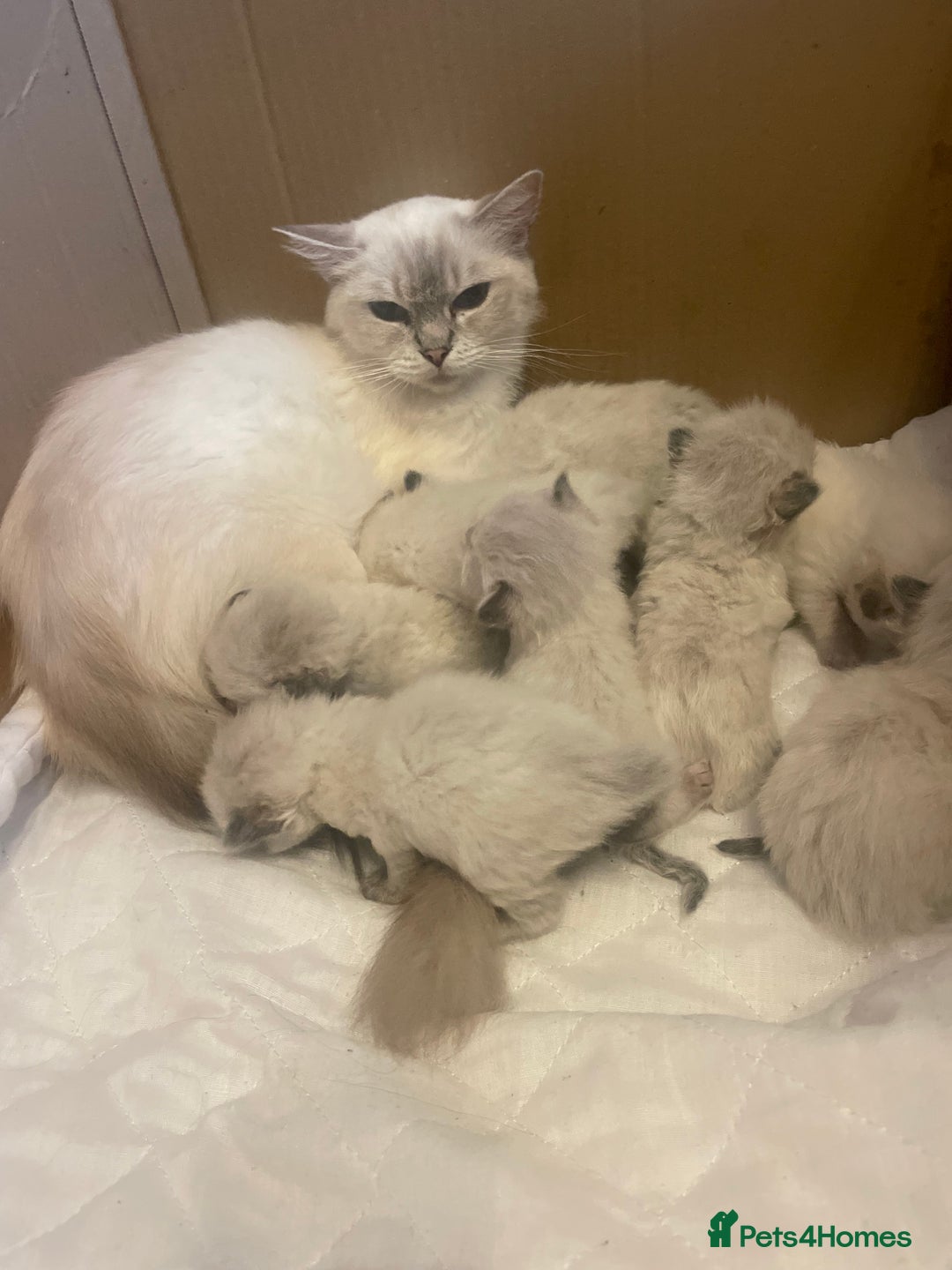 Ragdoll cats for sale: Stunning Ragdoll kittens blue lnyx ready soon  - Image 2