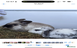 English Lop rabbits for sale: Neutered/Spayed Girl Looking for new home ASAP - Image 5