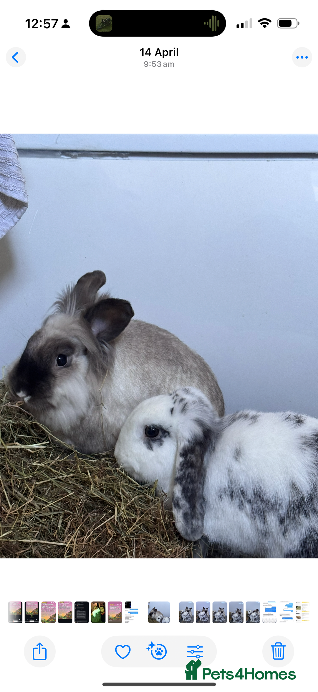 English Lop rabbits for sale: Neutered/Spayed Girl Looking for new home ASAP - Image 5