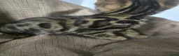 Mixed Breed cats for sale: Beautiful Bengal × British Shorthair Kittens - Advert 28