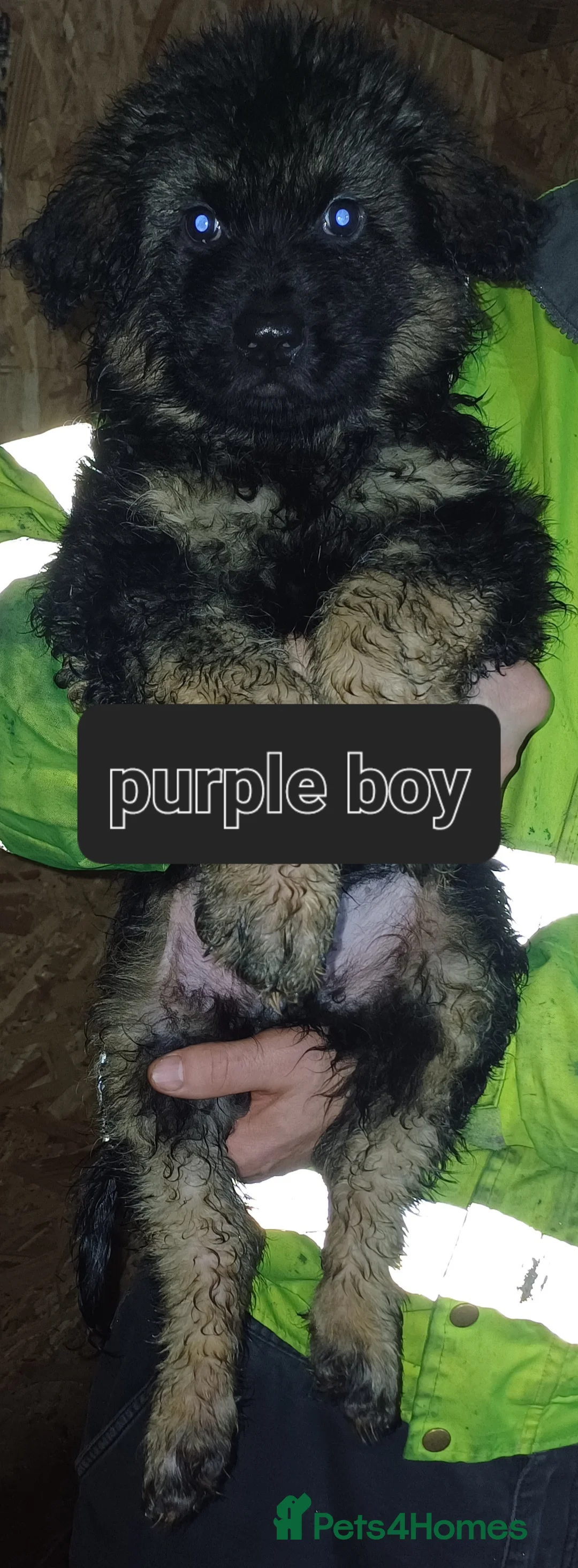 German Shepherd dogs for sale: Long-haired German sheperd puppies - Advert 9