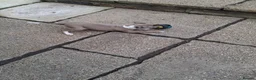 Italian Greyhound dogs for sale: KC Registered Italian Greyhound Dog Puppy for sale - Advert 2