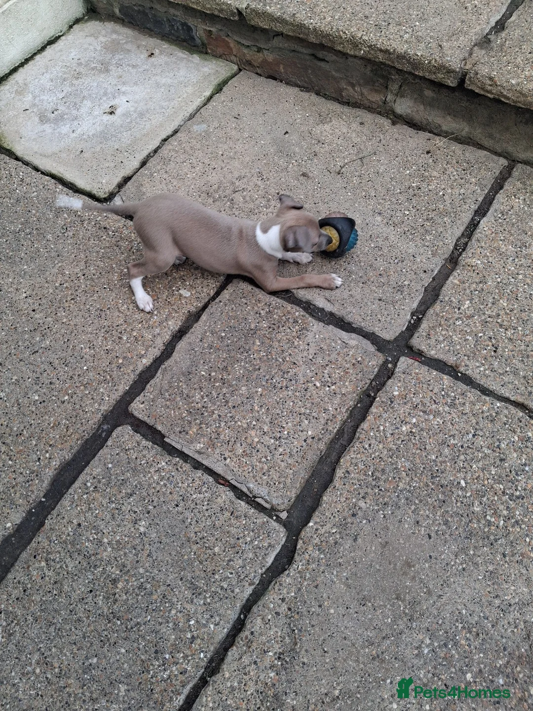 Italian Greyhound dogs for sale: KC Registered Italian Greyhound Dog Puppy for sale - Advert 2