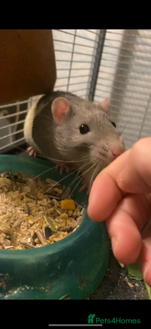 Rat rodents - Advert 12