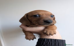 Dachshund dogs for sale: 5 week Old Dachshunds - Image 1