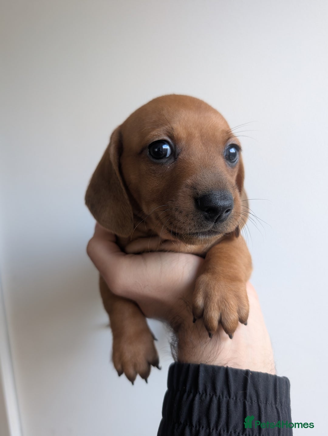 Dachshund dogs for sale: 5 week Old Dachshunds - Image 1