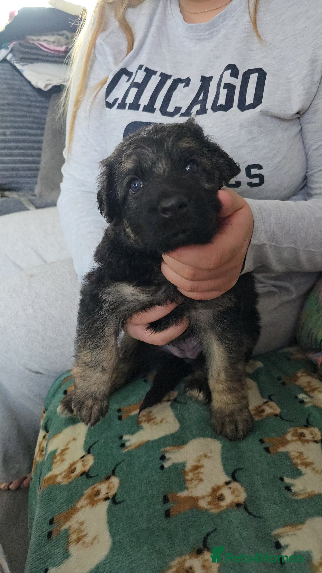 German Shepherd dogs for sale: German Shepherd Puppies Fluffy & Chunky  - Image 4