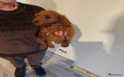 Cockapoo dogs for sale: 🐾 REDUCED Gorgeous Cockapoo Puppies Ready now 🐾  - Image 2