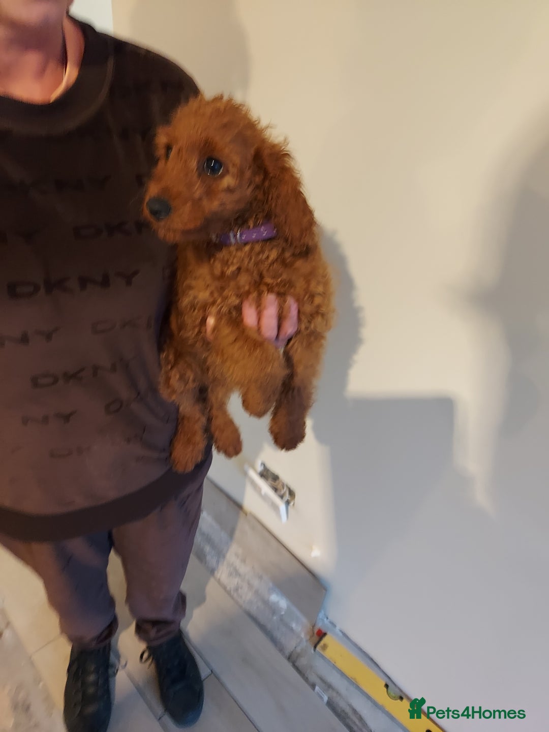 Cockapoo dogs for sale: 🐾 REDUCED Gorgeous Cockapoo Puppies Ready now 🐾  - Image 2