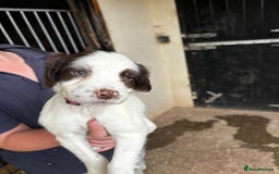 English Springer Spaniel dogs for sale: Springer pups for sale, ready next week - Image 3
