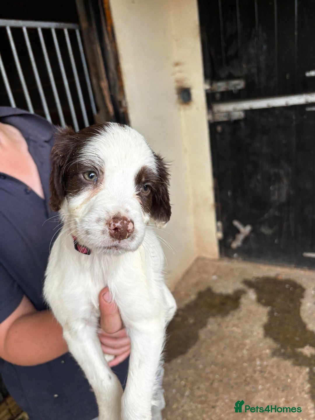 English Springer Spaniel dogs for sale: Springer pups for sale, ready next week - Image 3