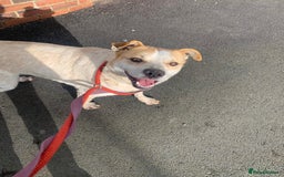 Mixed Breed dogs for adoption: Meet Barry,currently residing in Cheshire  - Image 4