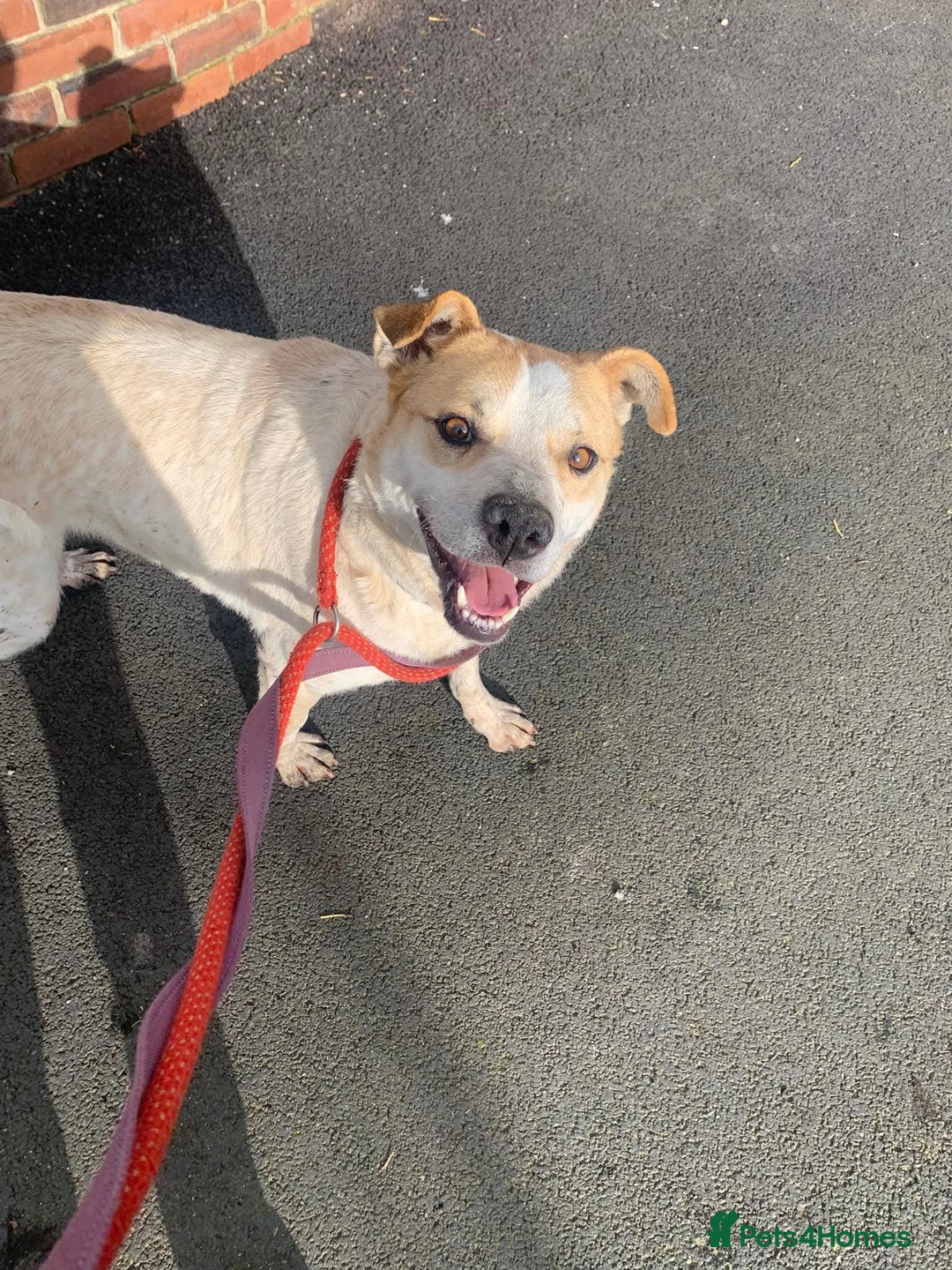 Mixed Breed dogs for adoption: Meet Barry,currently residing in Cheshire  - Image 4