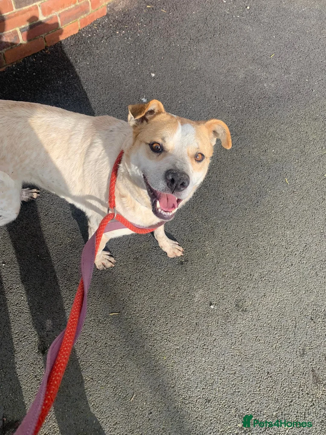 Mixed Breed dogs for adoption: Meet Barry,currently residing in Cheshire  - Advert 4