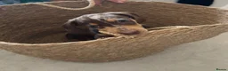 Miniature Dachshund dogs for sale: Beautiful miniature dachshund, dapple in Epsom - Advert 4