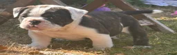 English Bulldog dogs for sale: HEALTH TESTED NEBBR REG OLDE ENGLISH BULLDOG PUPS - Advert 25