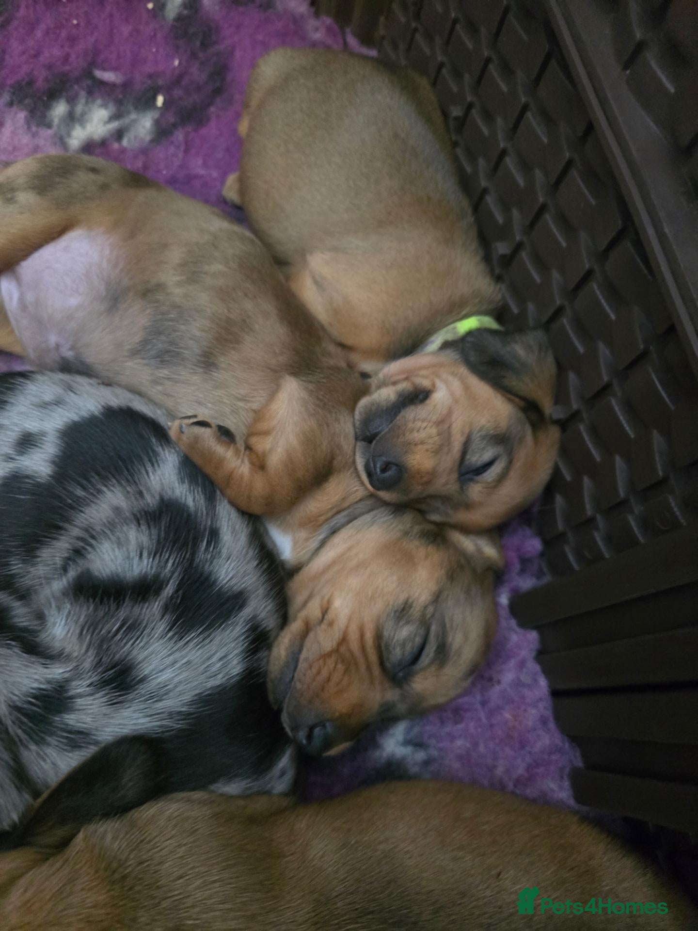 Miniature Dachshund dogs 2 shaded red girls left KC mini Dacshunds - Advert 1