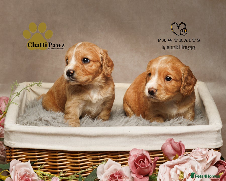 Cocker Spaniel dogs Beautiful girl pup working cocker  - Advert 6