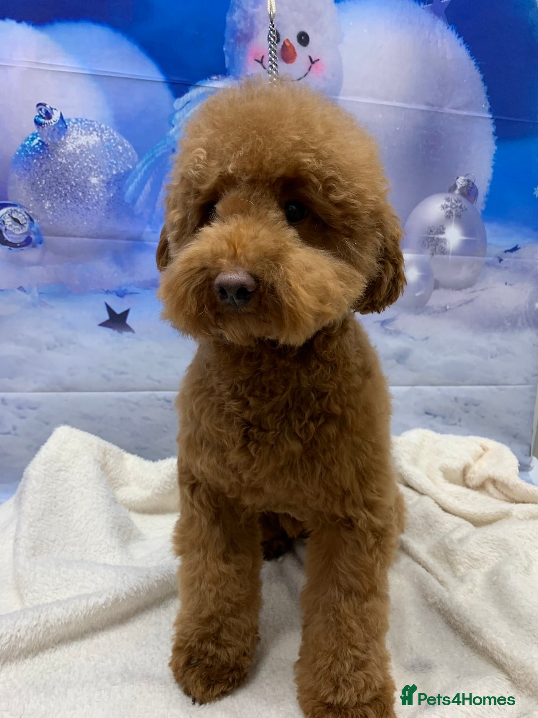 Toy Poodle dogs for stud: Toy poodle for stud in Warwick - Image 1