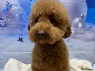 Toy Poodle dogs Toy poodle for stud in Warwick - Advert 2