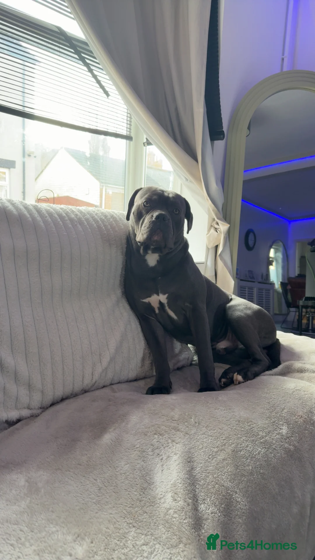 Cane Corso dogs for sale: Cane corso puppies  - Advert 2