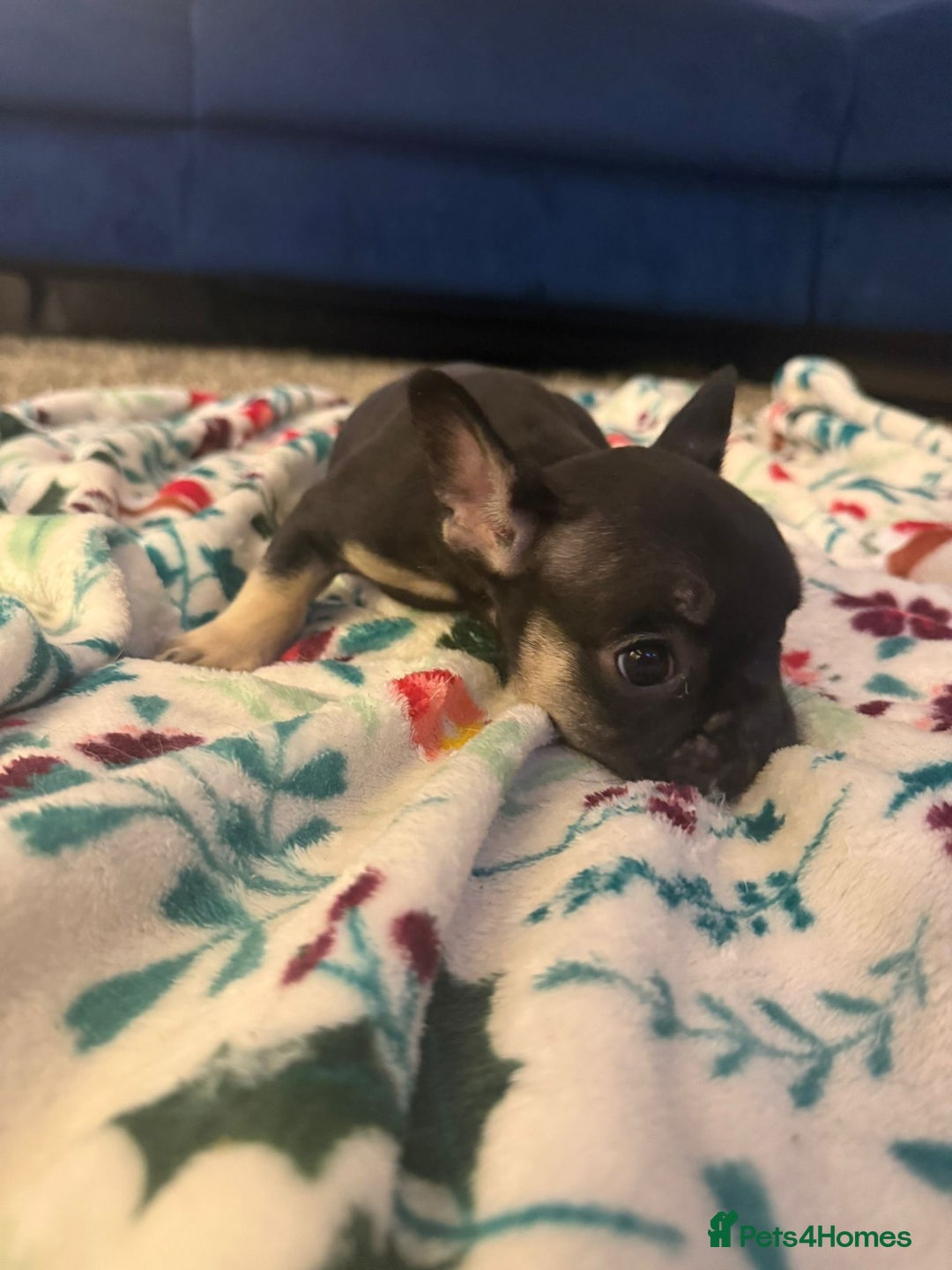 French Bulldog dogs for sale: French bulldog puppies  - Advert 21