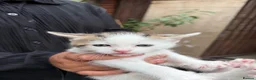 Mixed Breed cats for sale: 6 beautiful fluffy Bengal x Domestic kittens - Advert 3