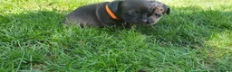 Mixed Breed dogs for sale: Beautiful Puppies  in Martock - Advert 4