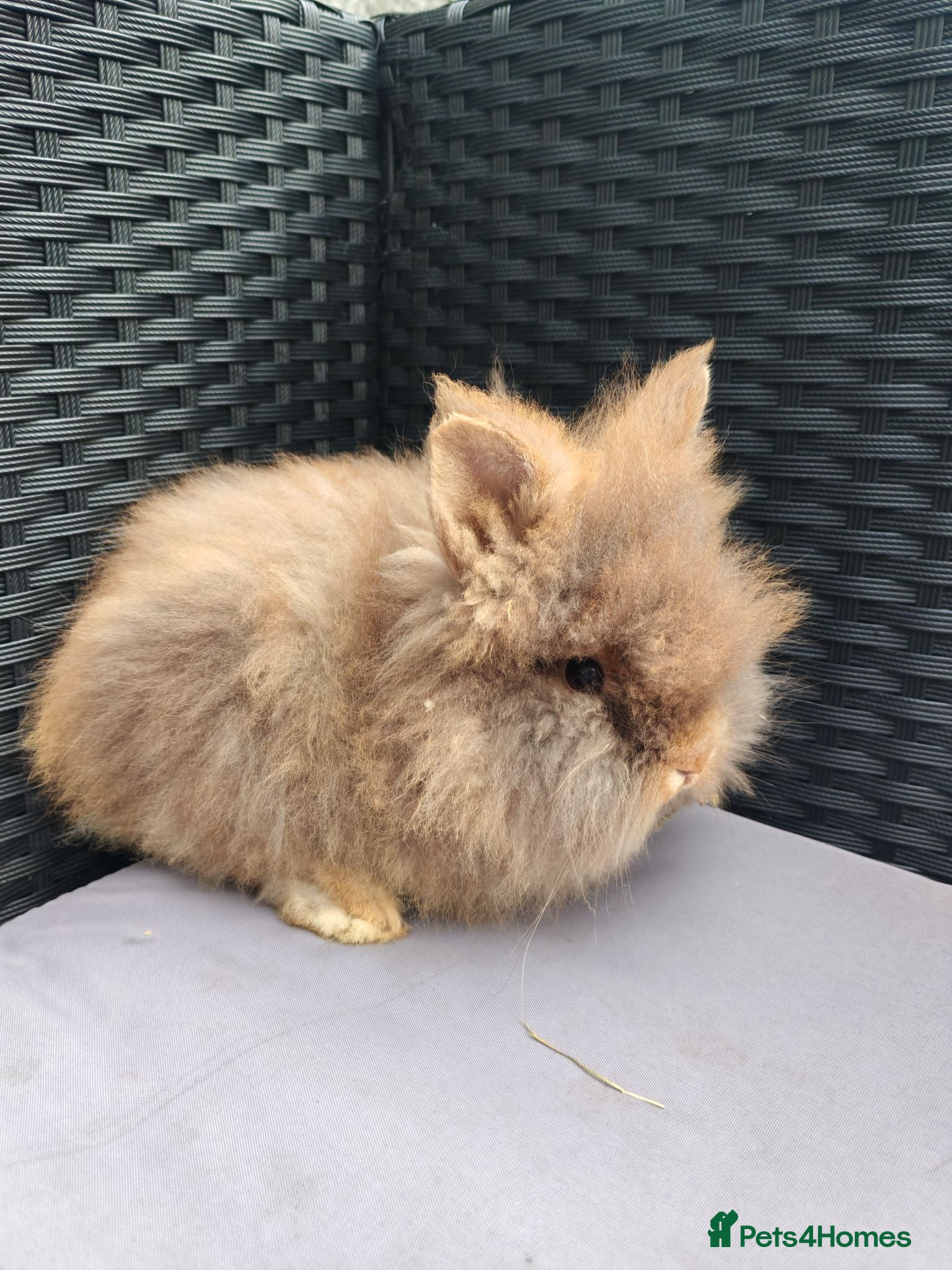 Lionhead rabbits Double maned lionheads babies.  - Advert 2