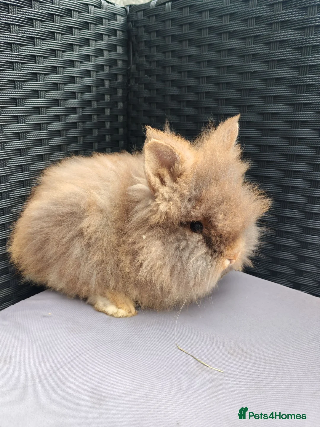 Lionhead rabbits for sale: Double maned lionheads babies.  - Advert 2