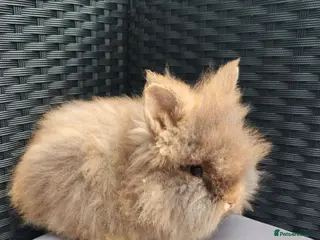 Lionhead rabbits Double maned lionheads babies. - Advert 2