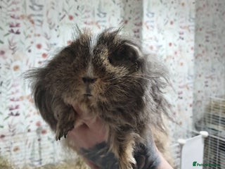 Guinea Pig rodents for sale: X2 male texel boars - Advert 1