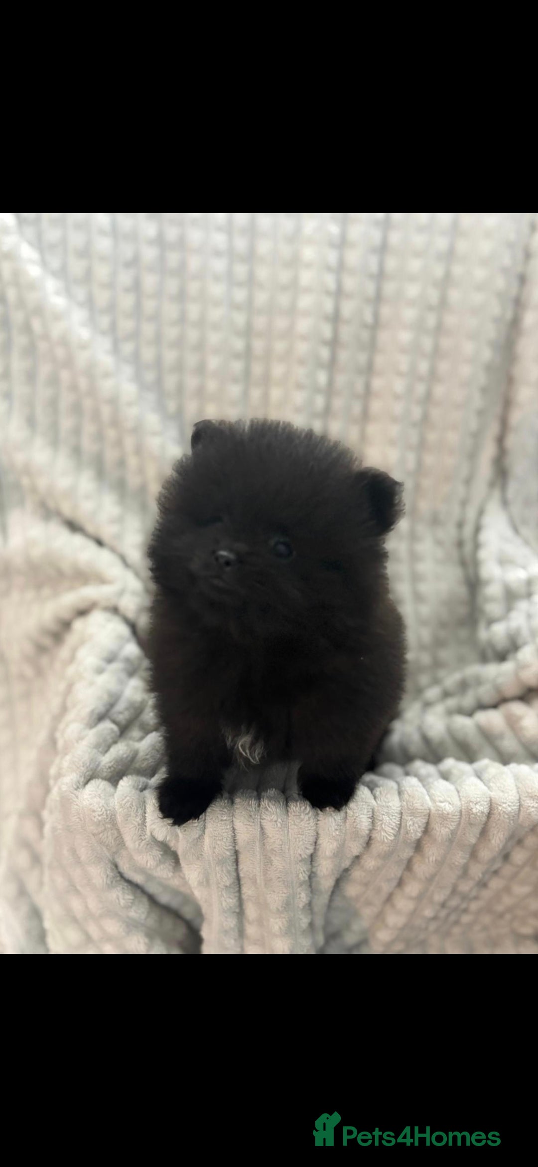 Pomeranian dogs for sale: Pedigree miniature pomeranians - Image 7