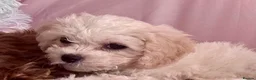 Cavapoo dogs for sale: Cavachon Female Puppy - Advert 8