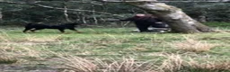 Dobermann dogs for sale: Royal KC Doberman puppies  - Advert 2