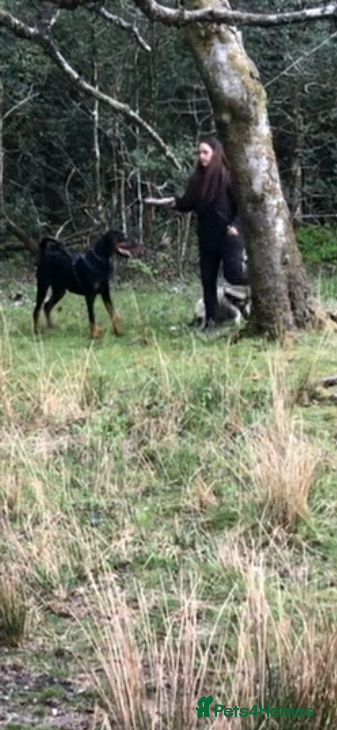 Dobermann dogs for sale: Royal KC Doberman puppies  - Advert 2