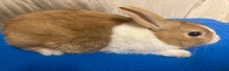 Dutch rabbits for sale: Baby Dutch Bunnies For Sale  - Advert 3