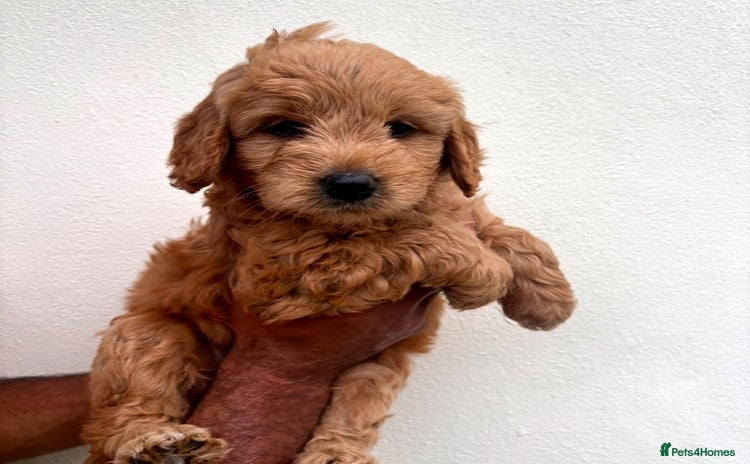 Goldendoodle dogs - Advert 8