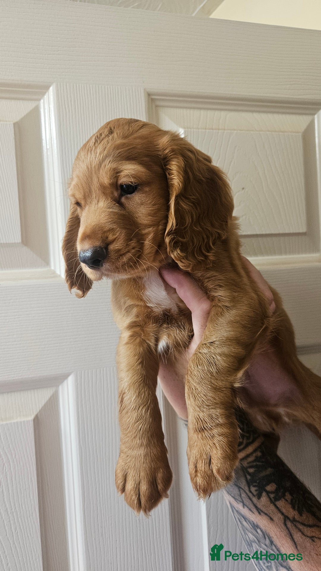 Cocker Spaniel dogs for sale: Working cocker-spaniels - Image 3