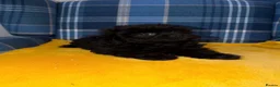 Shihpoo dogs for sale: Stunning Toy Shihpoos - Advert 6