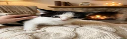 Mixed Breed cats for sale: 3 cats and 3kittens - Advert 11