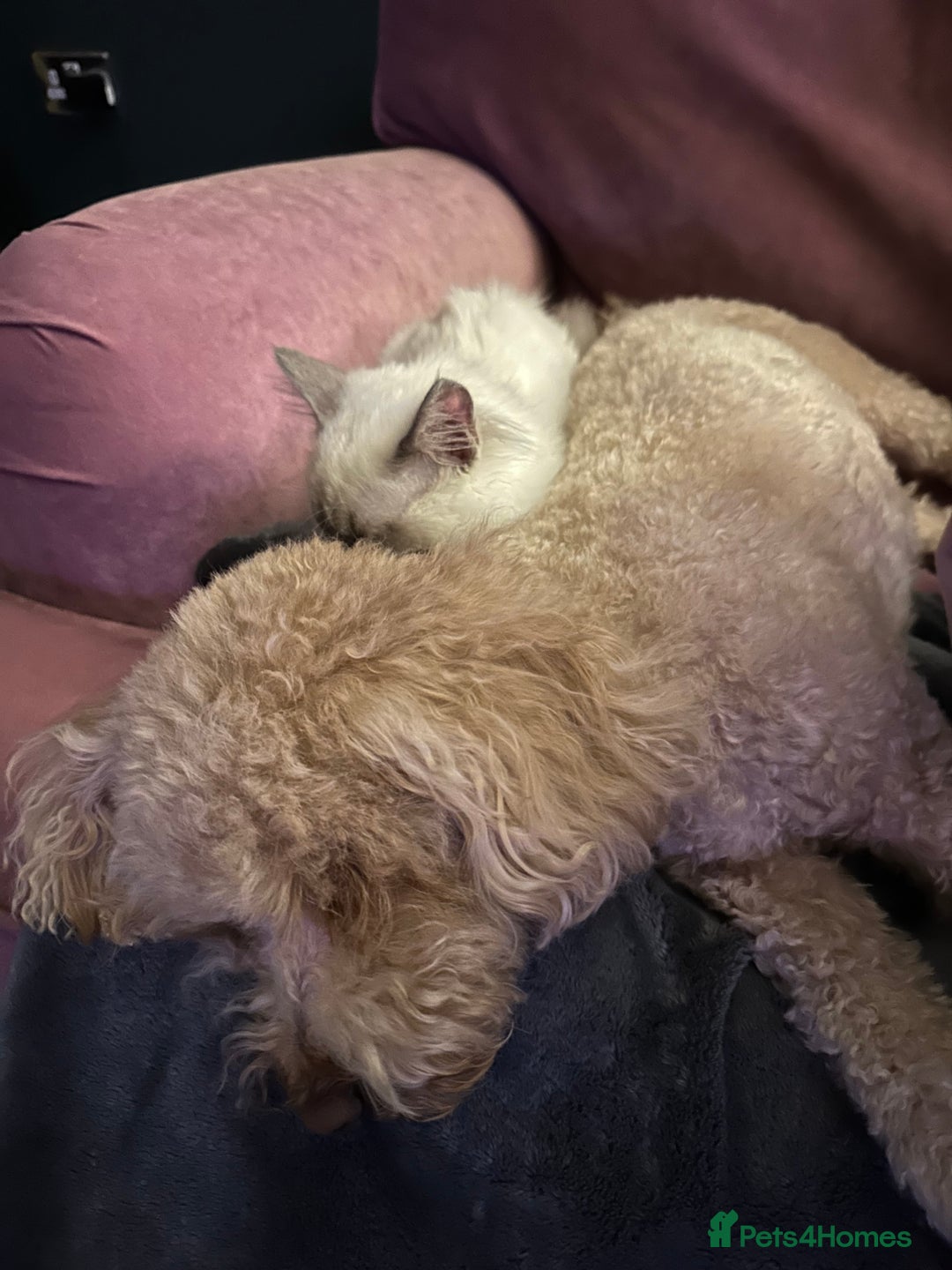 Toy Poodle dogs for sale: 🐾loving home needed for our sweet Toy Poodle🐾 - Image 3