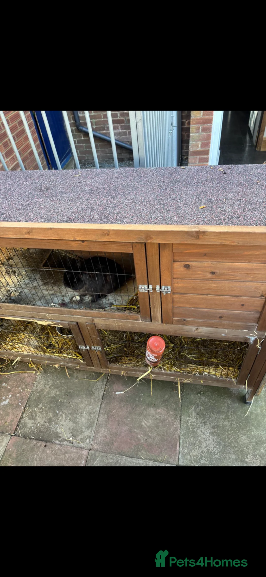 Netherland Dwarf rabbits for sale: Female netherland dwarf with hutch  - Advert 5