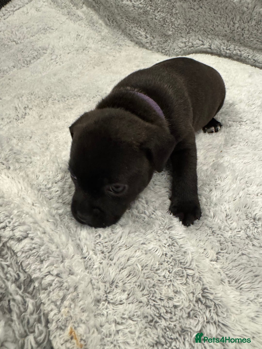 Staffordshire Bull Terrier dogs for sale: KC Staffordshire bull terrier puppies  - Advert 3